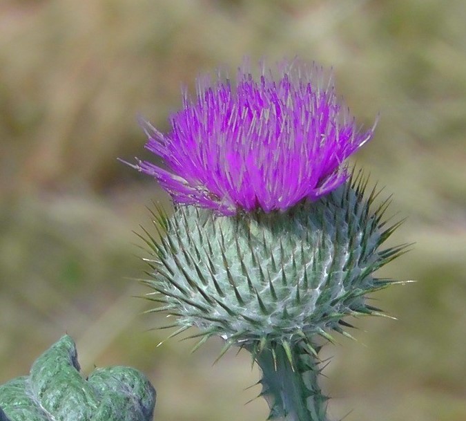 Flower remedies Alvital